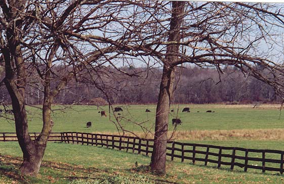 PASTURE AT THE DUDE RANCH