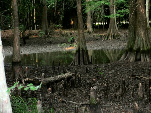 Bog