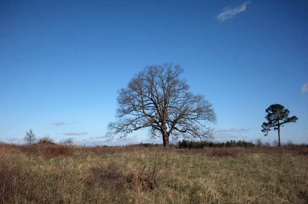 Solitary Oak