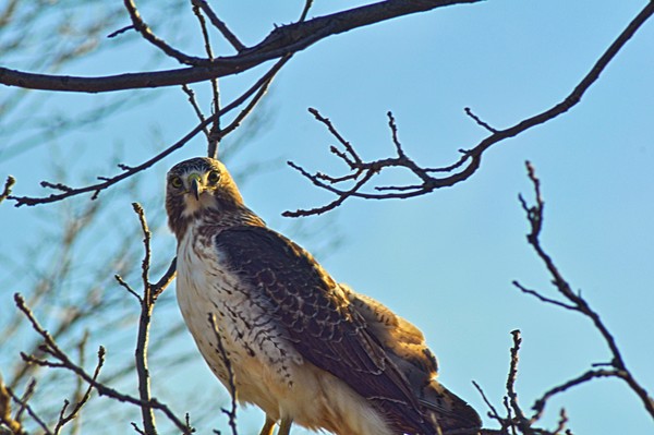Hawks Eye 2