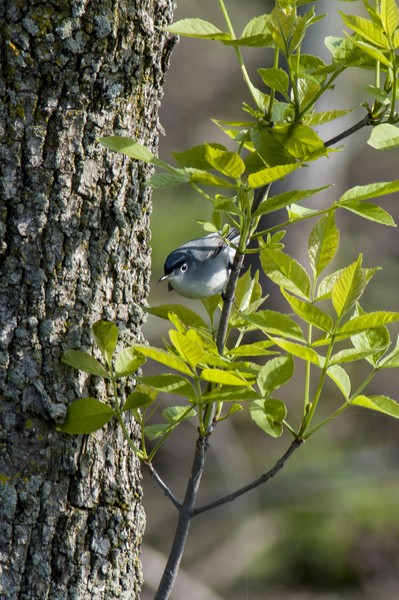Flycatcher