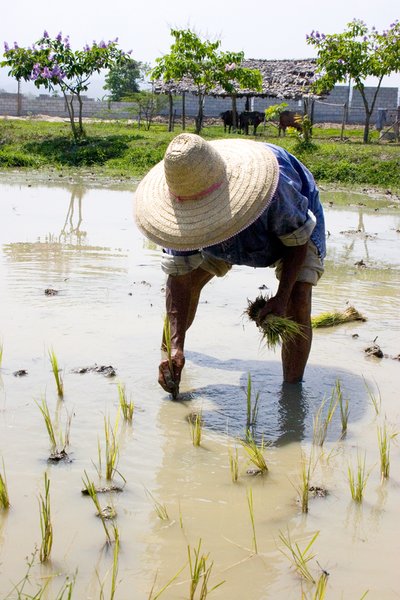 Thai Farmer planting rice