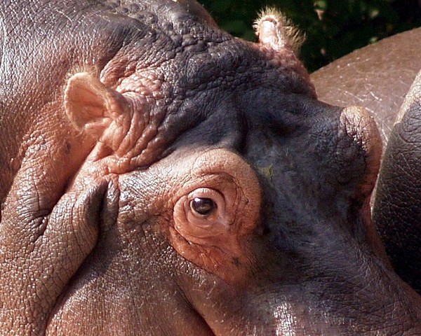 Close UP of a sad hippo!