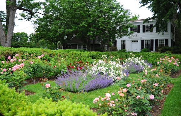 Goodstay Rose Garden