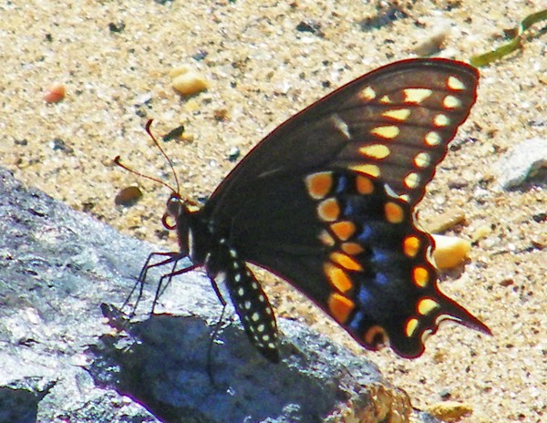 Pipevine Swallowtail