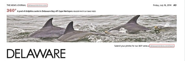 178th News Journal Panorama-Pod of Dolphins
