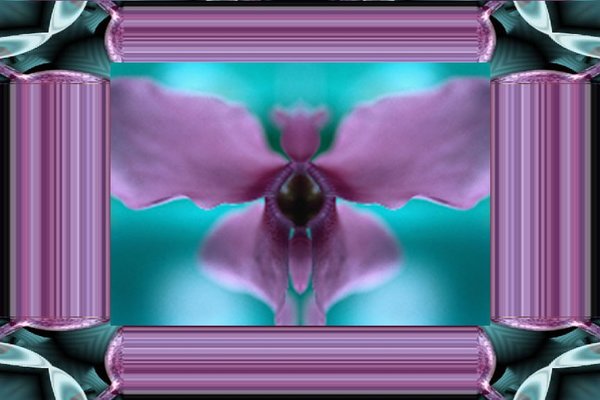 Orchid