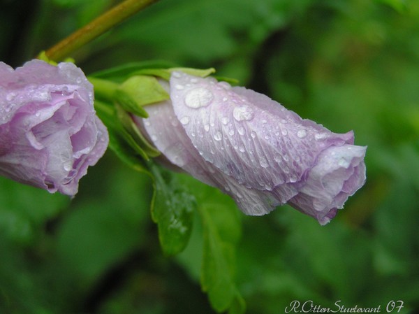Rose of Sharon