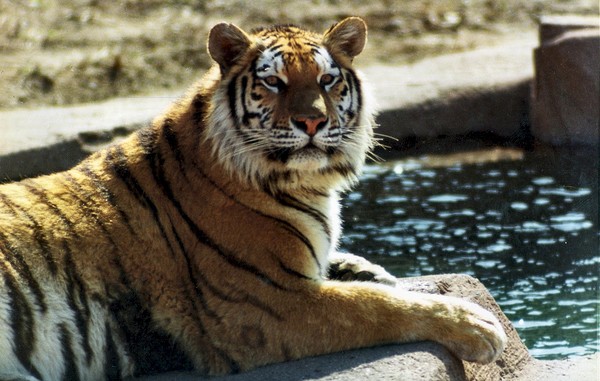 Sitting Tiger