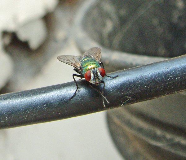 Mr. Fly...