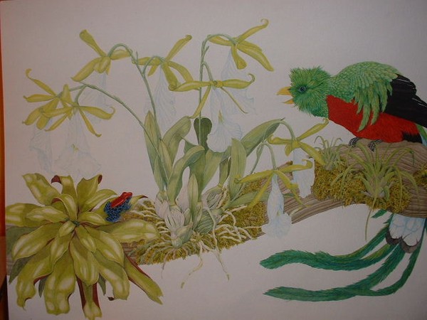 Resplendant quetzal and Euchile mariae