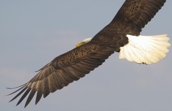 The Old Eagle Eye