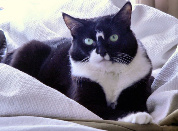 Fatty Cat