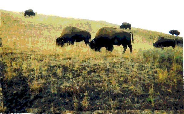 Where The Buffalo Roam