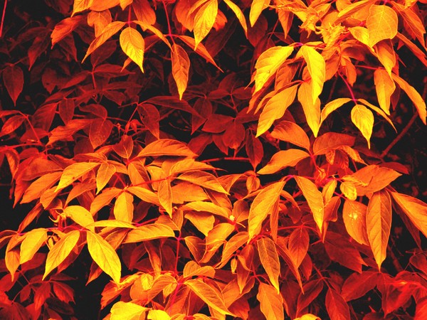 Leaves Within