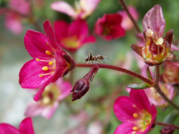Ant of Saxifraga