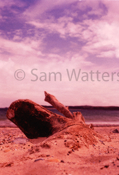 Drift wood