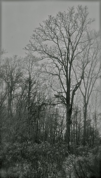 Eerie Forest
