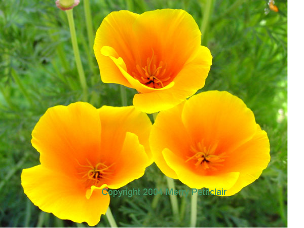 California Poppy