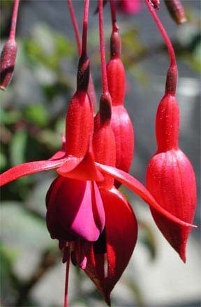 Fuchsia 'president 3'
