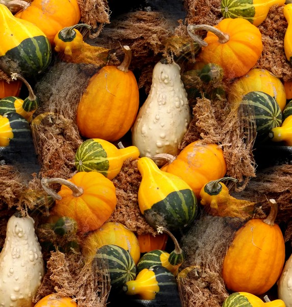 October Harvest (One)