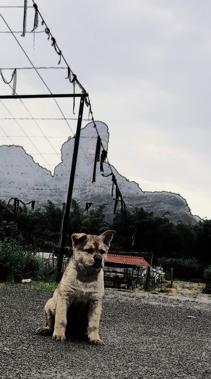 Hill and Dog 