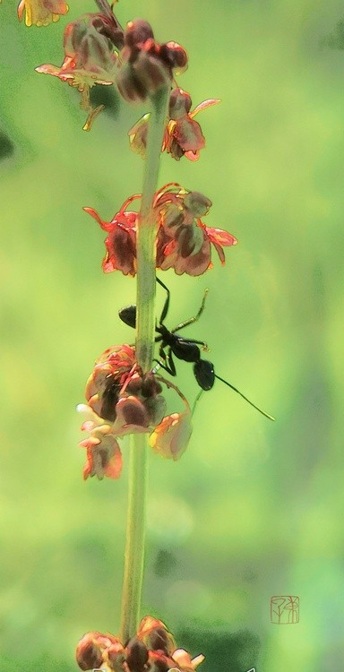 ant observer