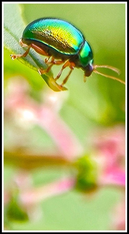 scarab