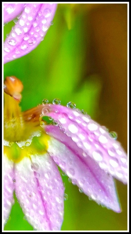 purple vers