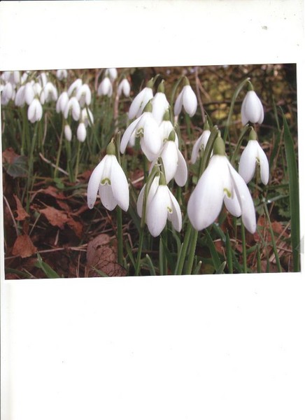 the first drops of spring