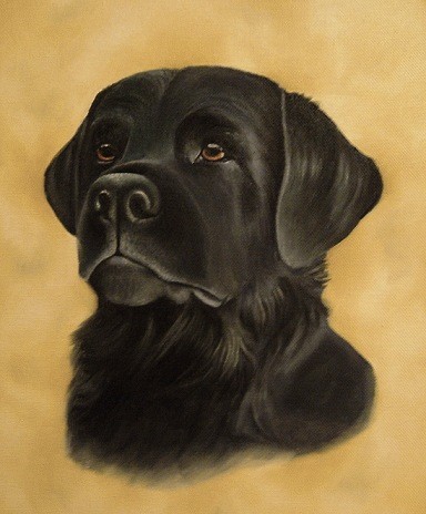 Labrador