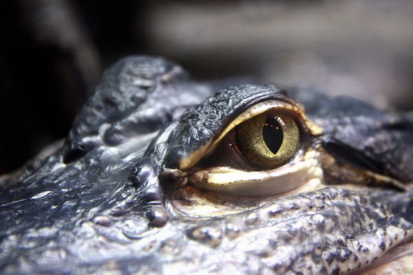 Gator Eye