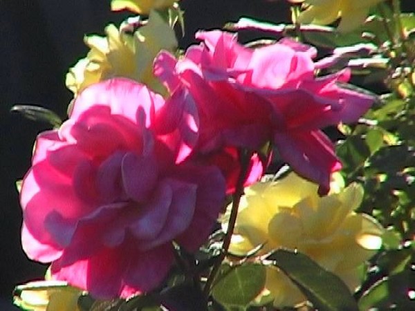 Sunset Roses