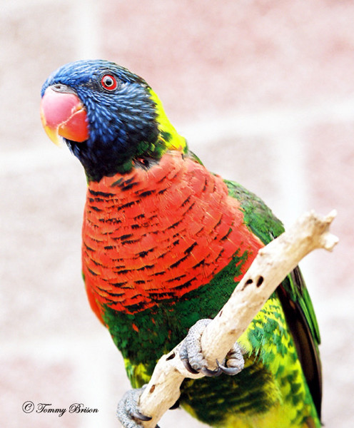 Rainbow Lorikeet