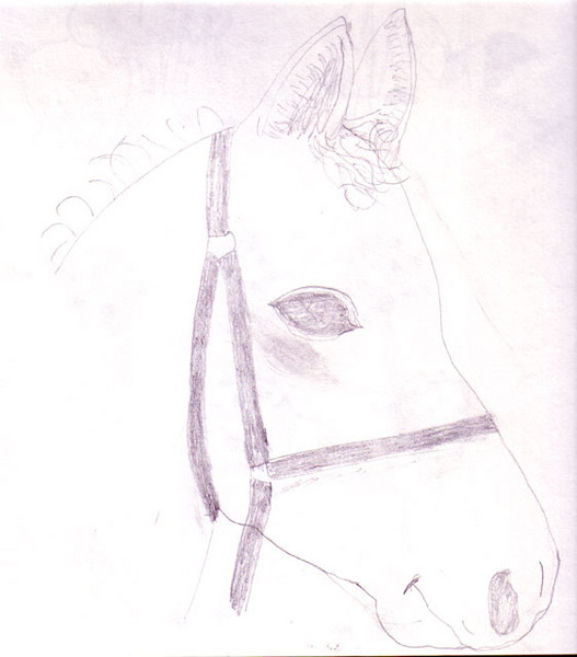 Colt Head
