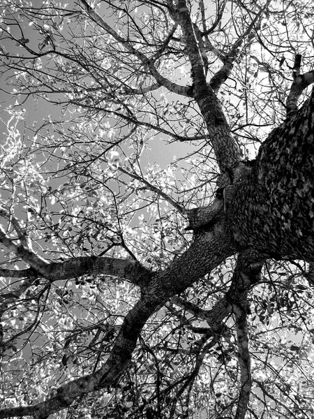 oak