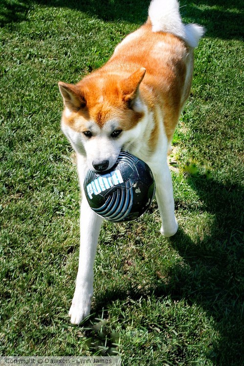 Let's play ball