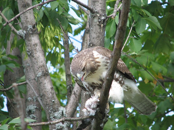 Red-tailed Hawk-different angle