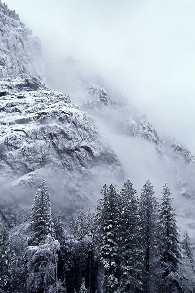Snow Covered Trees and Cliffs