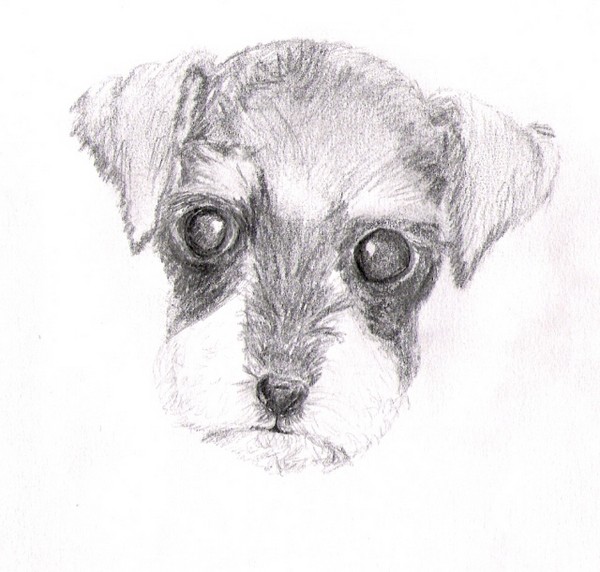 puppy 1