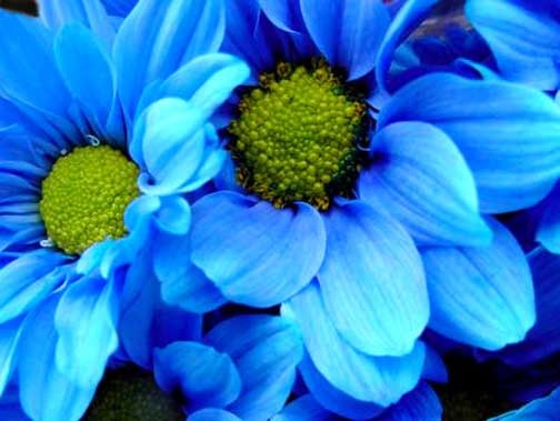 Blue Flowers