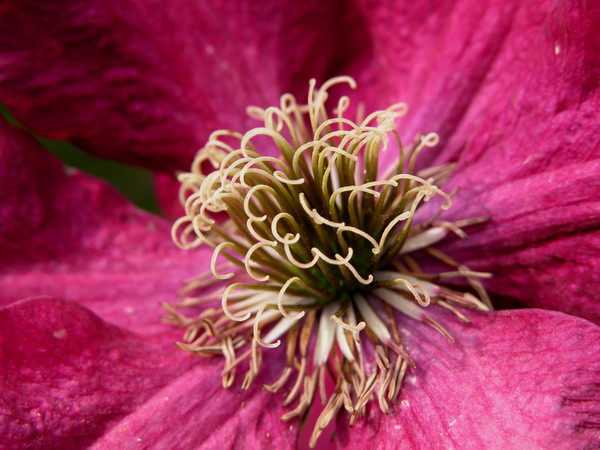 Clematis Jackmanii Rubra