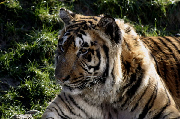 Siberian Tiger