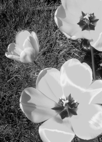 Spring in Black and White