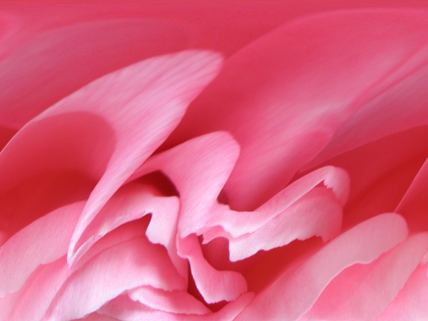 Flowing Pink