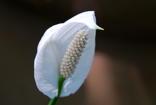 Hooded Flower