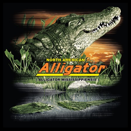 Alligator