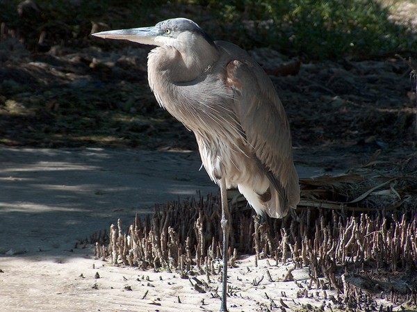 Blue Heron on one leg