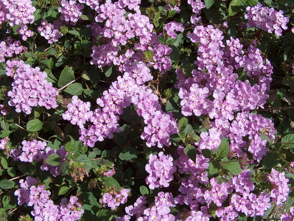 Verbena