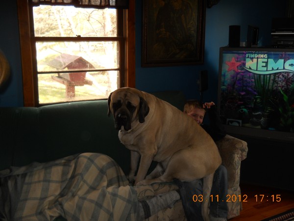 The Lap Of Luxury, Laugh Of The Day,Heavy
